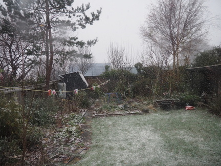 Snowing in the garden