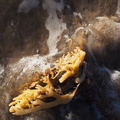 Kelp root
