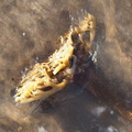 Kelp root