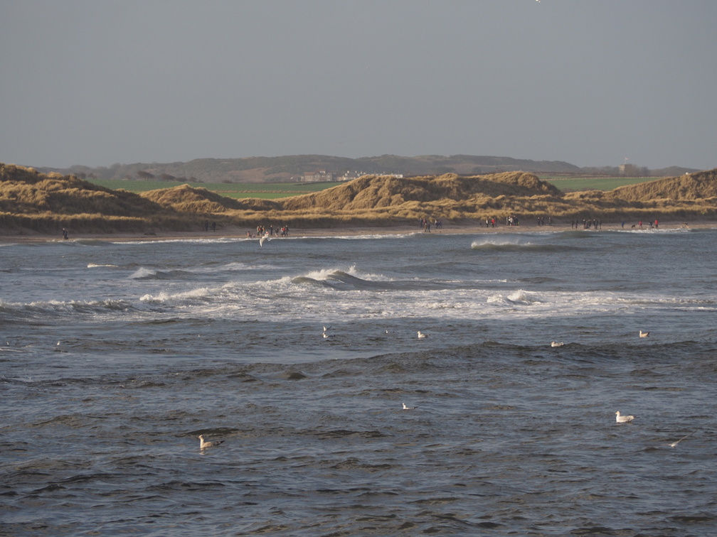 Gulls in the sea