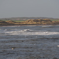 Gulls in the sea