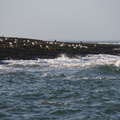 Seabirds on a rock