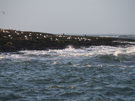 Seabirds on a rock