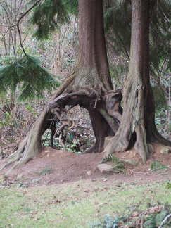 Root-arch