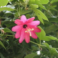 Passiflora jamesonii