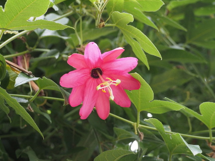 Passiflora jamesonii