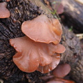 Some fungus