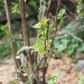 Blackcurrant flower buds