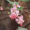 Currant flower