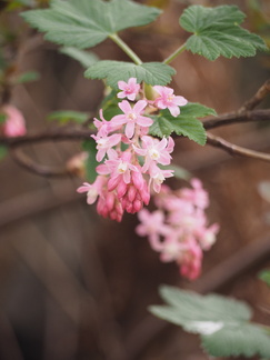 Currant flower