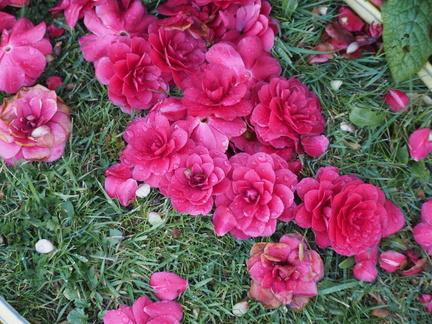 Fallen camellia flowers