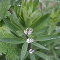 Droplets on toadflax