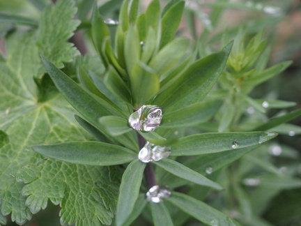 Droplets on toadflax