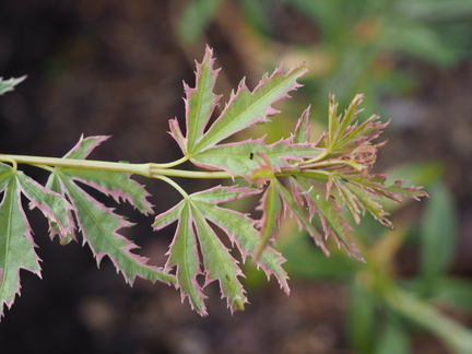 Acer 'Butterfly'