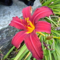 Day lily