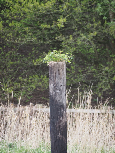 Plant on a post