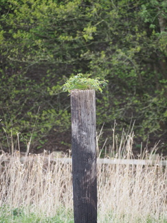 Plant on a post