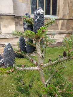 Interesting black pine cones