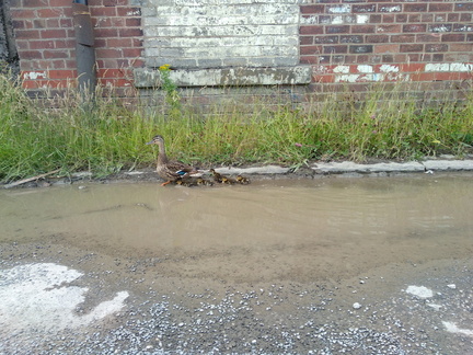 Mallards in a puddle