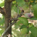 Lonesome plum