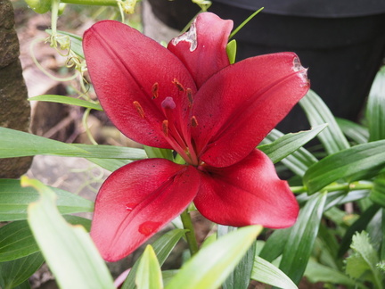 Asiatic lily