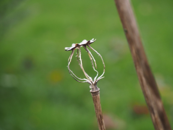 Skeletal poppies