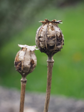 Skeletal poppies