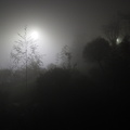 Garden in the fog