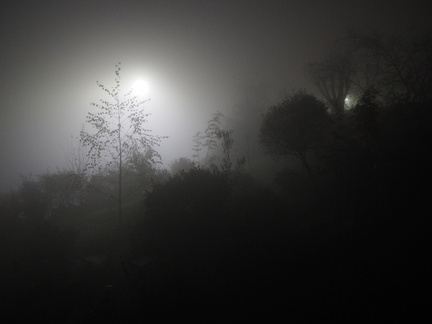 Garden in the fog