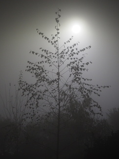 Foggy birch