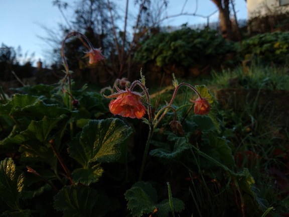 Geum