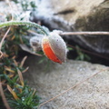 Frosted poppy