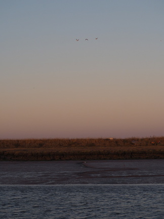 Birds over Orford Ness