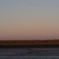 Birds over Orford Ness