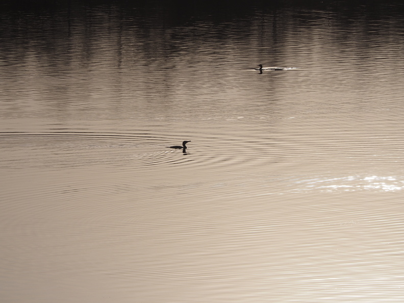 Cormorants on the Tyne