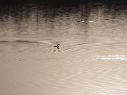 Cormorants on the Tyne