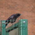 Crow on a fence