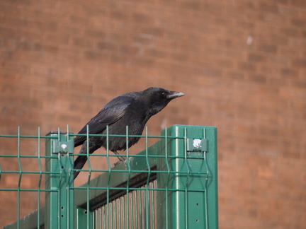 Crow on a fence