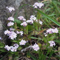 Pink forget-me-nots