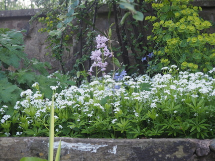 Woodruff and a pink bluebell