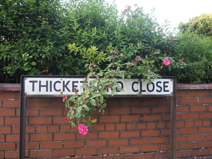 Thicketford Roses