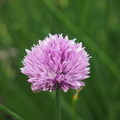 Chive