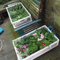 Two crates of bedding