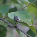 Mottled shieldbug