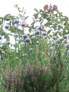 Chives and heather
