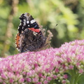 Red admiral on Hylotelephium