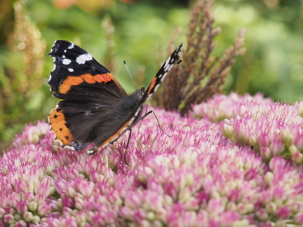 Red admiral on hylotelephium