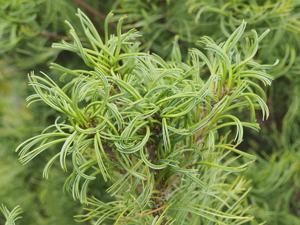 Pinus strobus "Tiny Kurls"