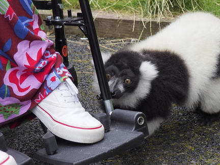 Mia's foot and a lemur