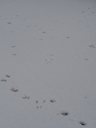 Animal footprints in the snow